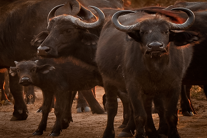 Chobe Day Trip - From  Victoria Falls